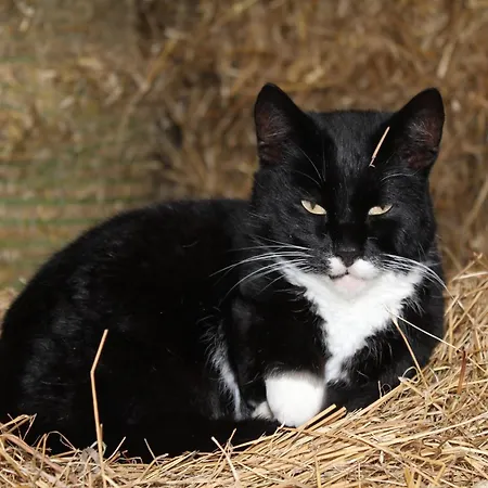 Lejlighed Hof Maiholm - Sattelkammer Medelby