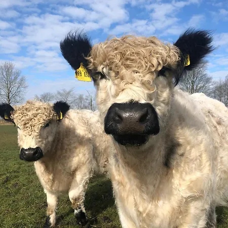 Hof Maiholm - Sattelkammer Medelby
