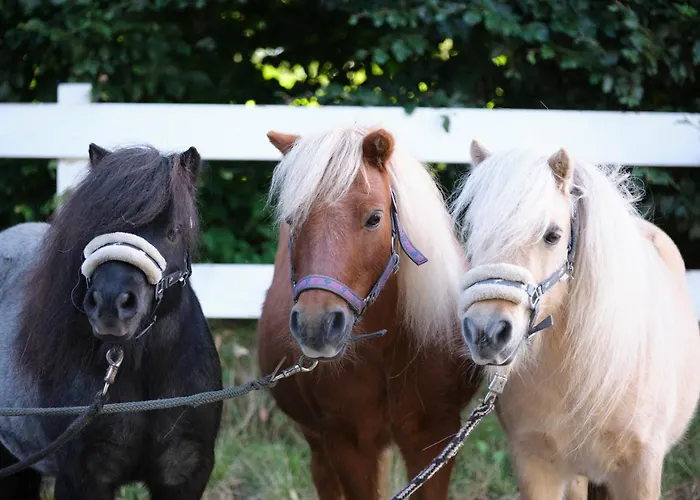 Hof Maiholm - Sattelkammer *